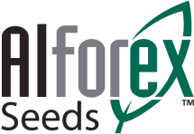 Alforex Seeds