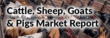 Cattle, Sheep & Goats Market Report